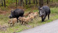 В деревне Tutrakanci на северо-востоке Болгарии, недалеко от Варны, была обнаружена вспышка африканской чумы свиней, сообщило в пятницу Агентство по безопасности пищевых продуктов